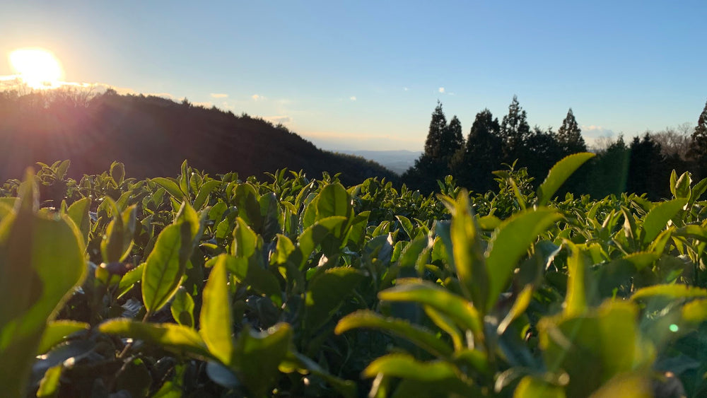 Exploring the Sublime: A Sensory Journey Through Sencha Yamabuki and Gyokuro Mizuumi Green Teas